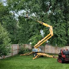 How Our Tree Care Process Works  in  West Van Lear, KY