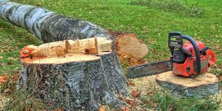 Best Tree Cabling and Bracing  in West Van Lear, KY
