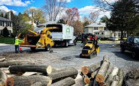 Trusted West Van Lear, KY Tree Services Experts