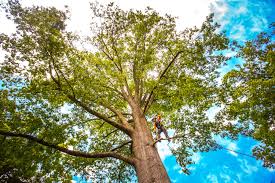 Best Seasonal Cleanup (Spring/Fall)  in West Van Lear, KY