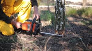 Best Weed Control  in West Van Lear, KY