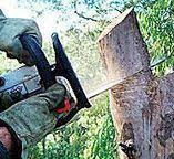 Best Stump Grinding and Removal  in West Van Lear, KY