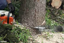 Best Firewood Processing and Delivery  in West Van Lear, KY