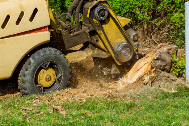 Best Storm Damage Tree Cleanup  in West Van Lear, KY