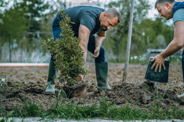 Best Lawn Grading and Leveling  in West Van Lear, KY