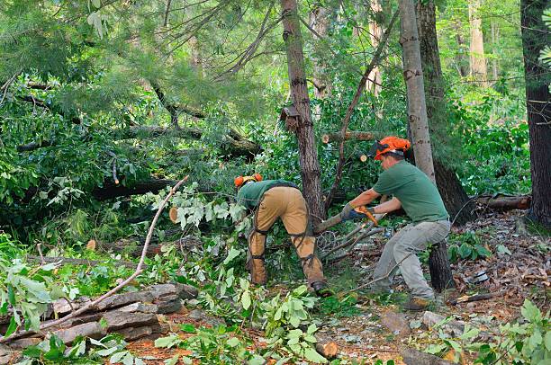 Best Commercial Tree Services  in West Van Lear, KY