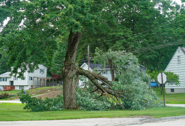 Leaf Removal in West Van Lear, KY