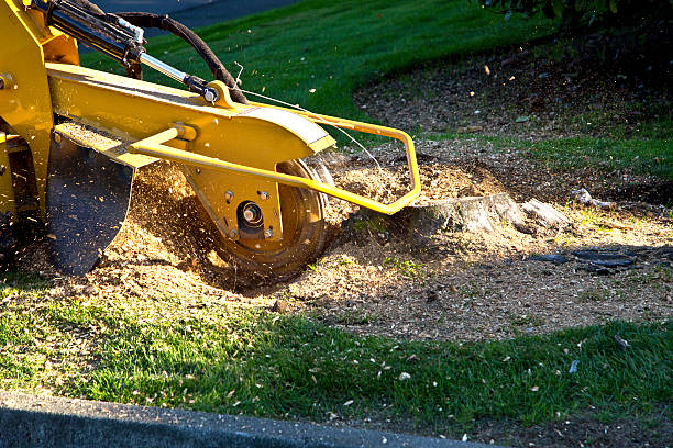 Best Organic Lawn Care Solutions  in West Van Lear, KY