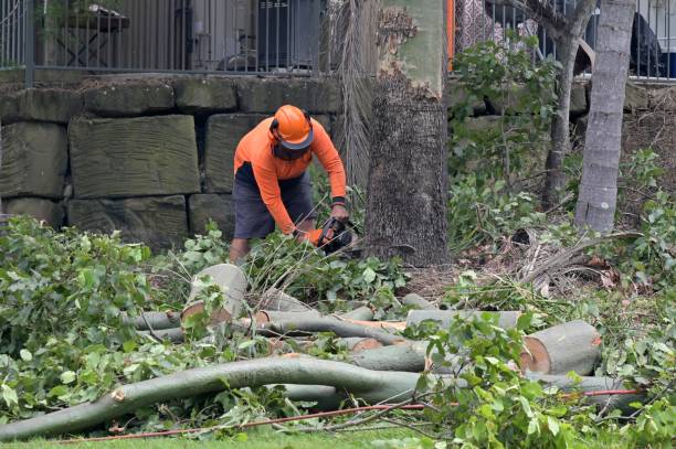 Best Hazardous Tree Removal  in West Van Lear, KY