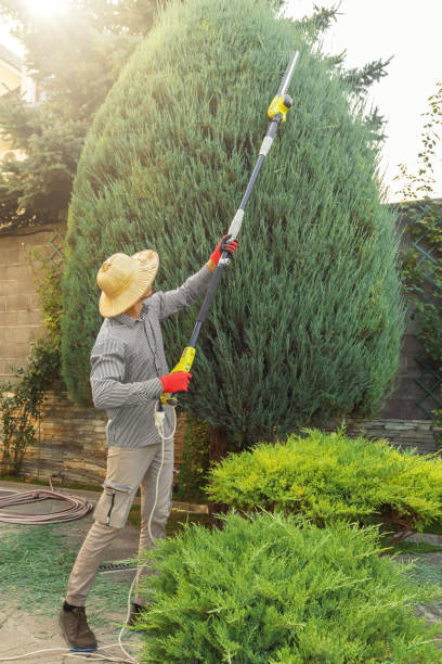Best Utility Line Clearance  in West Van Lear, KY