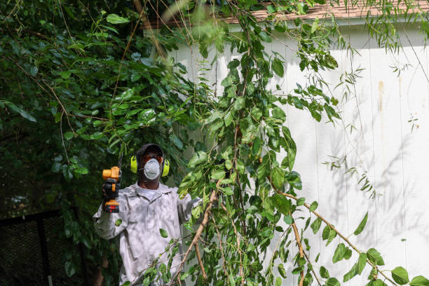 Best Tree Maintenance Programs  in West Van Lear, KY