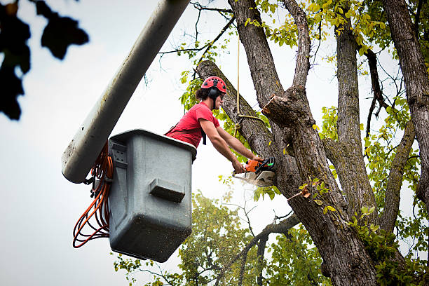 Best Root Management and Removal  in West Van Lear, KY